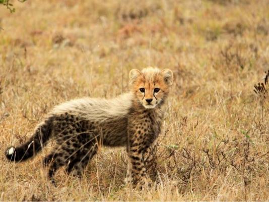 Amakhala Game Reserve