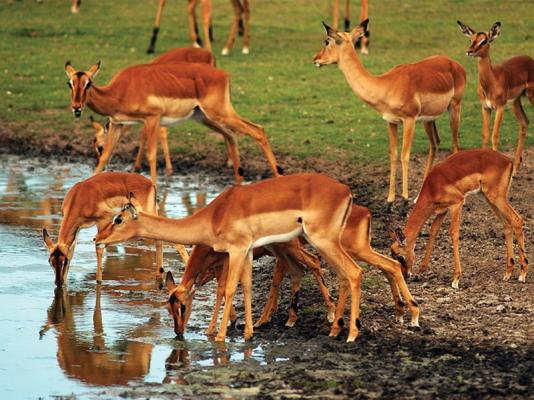 Amakhala Game Reserve