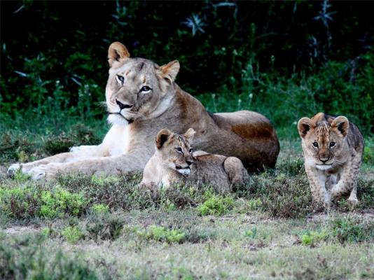 Amakhala Game Reserve