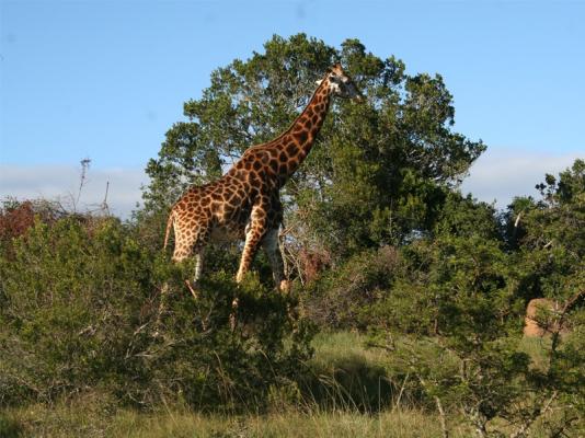 Amakhala Game Reserve