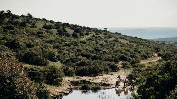 Bukela Game Lodge