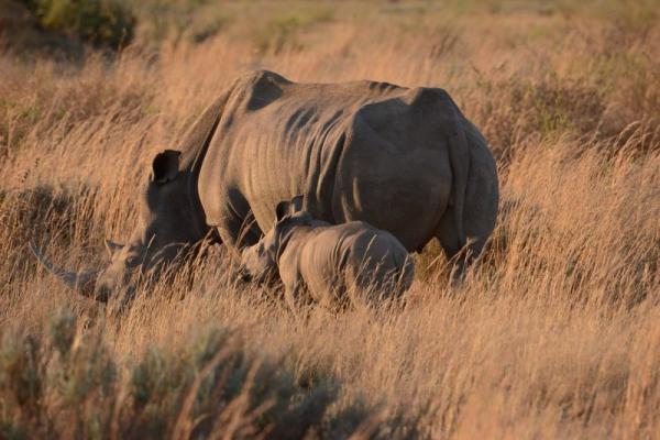 Nungubane Private Game Lodge
