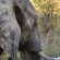 Game Viewing