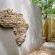 Little Africa Safari Lodge - 136307