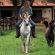 Outride with Arabian mare 