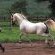 Arabian stallion