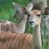 Mlilwane Wildlife Sanctuary - 136539