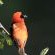 Mlilwane Wildlife Sanctuary - 136543