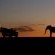 Impodimo Game Lodge - 138342