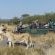 Impodimo Game Lodge - 138358
