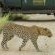 Impodimo Game Lodge - 138361