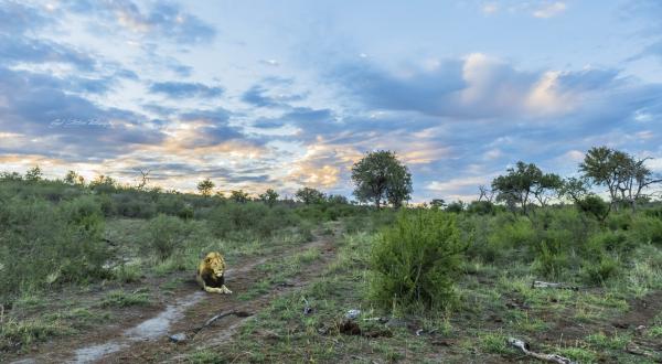 Impodimo Game Lodge - 138362