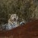 Impodimo Game Lodge - 138363