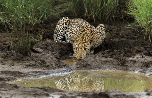 Impodimo Game Lodge - 138373