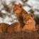 Ulusaba Rock Lodge - 138649