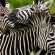 Ulusaba Rock Lodge - 138653