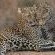 Ulusaba Rock Lodge - 138667