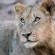 Ulusaba Safari Lodge - 138681