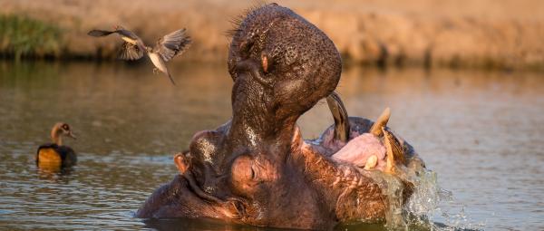 Ulusaba Safari Lodge - 138684