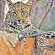 Leopard Hills Private Game Reserve - 139715