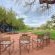 Mvuradona Safari Lodge - 139766