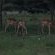Manyane Resort - 140760