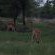 Manyane Resort - 140761