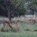 Manyane Resort - 140765