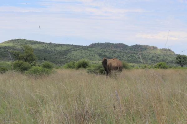 Manyane Resort - 140768