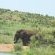 Manyane Resort - 140773