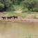 Manyane Resort - 140789