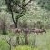 Manyane Resort - 140795
