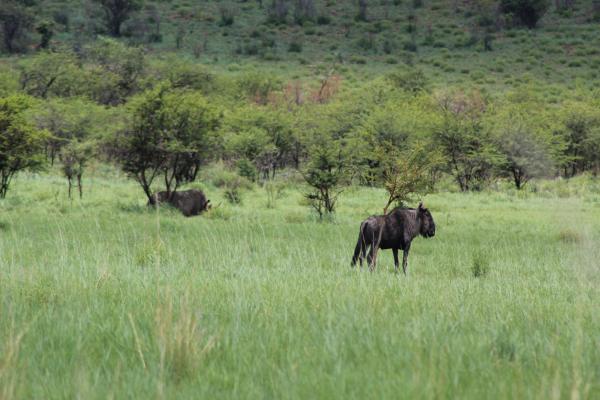 Manyane Resort - 140800