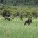 Manyane Resort - 140800