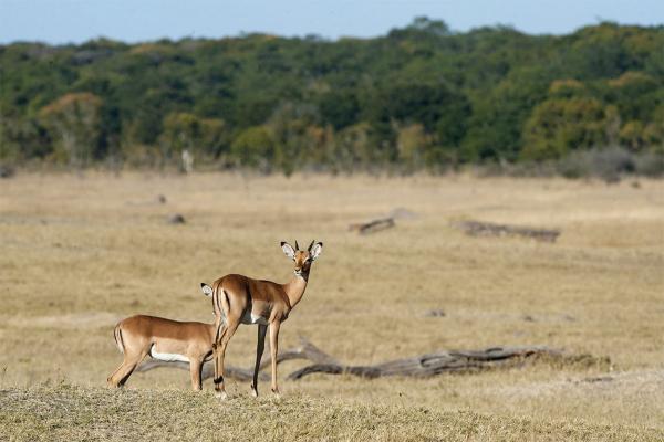 Hwange Safari Lodge - 141003