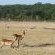 Hwange Safari Lodge - 141003