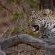 Tanda Tula Safari Camps - 141278