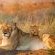 Tanda Tula Safari Camps - 141280
