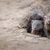 Tanda Tula Safari Camps - 141281