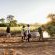 Tanda Tula Safari Camps - 141288