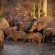 Tanda Tula Safari Camps - 141294