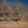 Tanda Tula Safari Camps - 141295