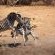 Tanda Tula Safari Camps - 141296