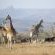 Fugitives Drift Lodge - 142684