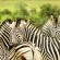 Addo African Home  - 143425