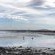 Pelicans' View - 143896