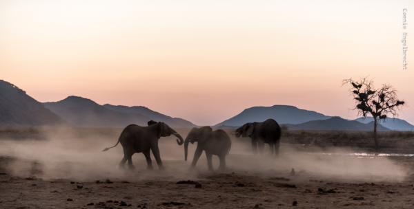 Motswiri Private Safari Lodge - 144334