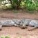 Motswiri Private Safari Lodge - 144363