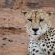Motswiri Private Safari Lodge - 144364