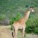 Motswiri Private Safari Lodge - 144368